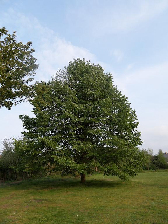 Villa Bijenhof Varsenare Bilik gambar